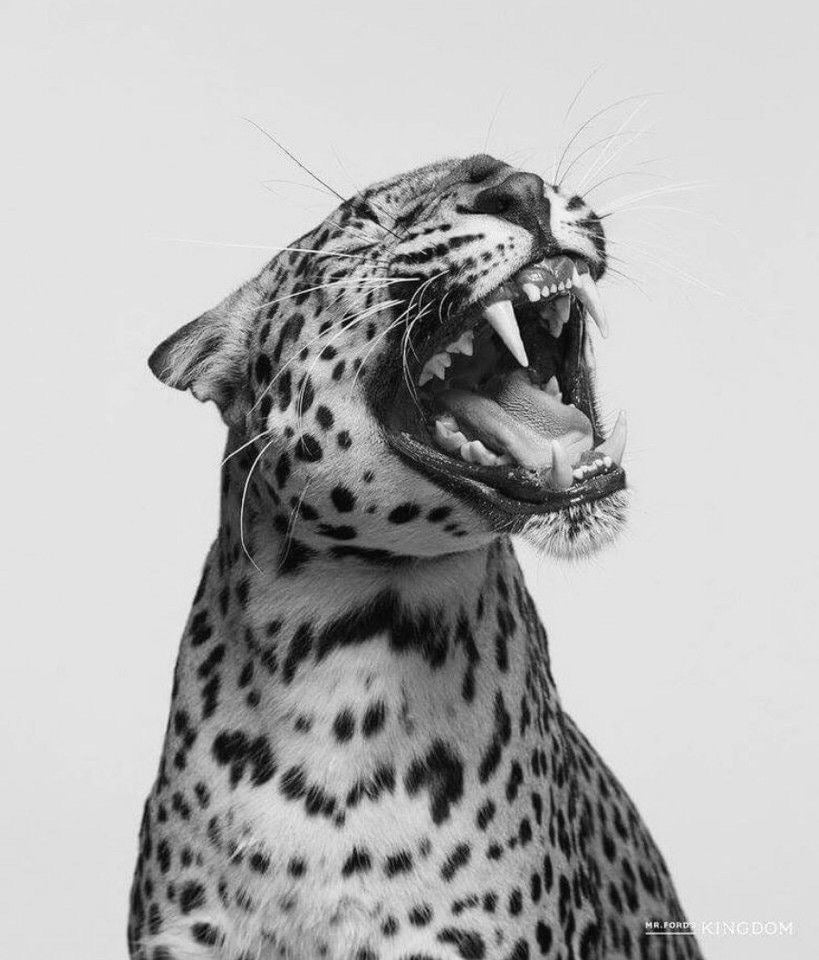 Tiger kit