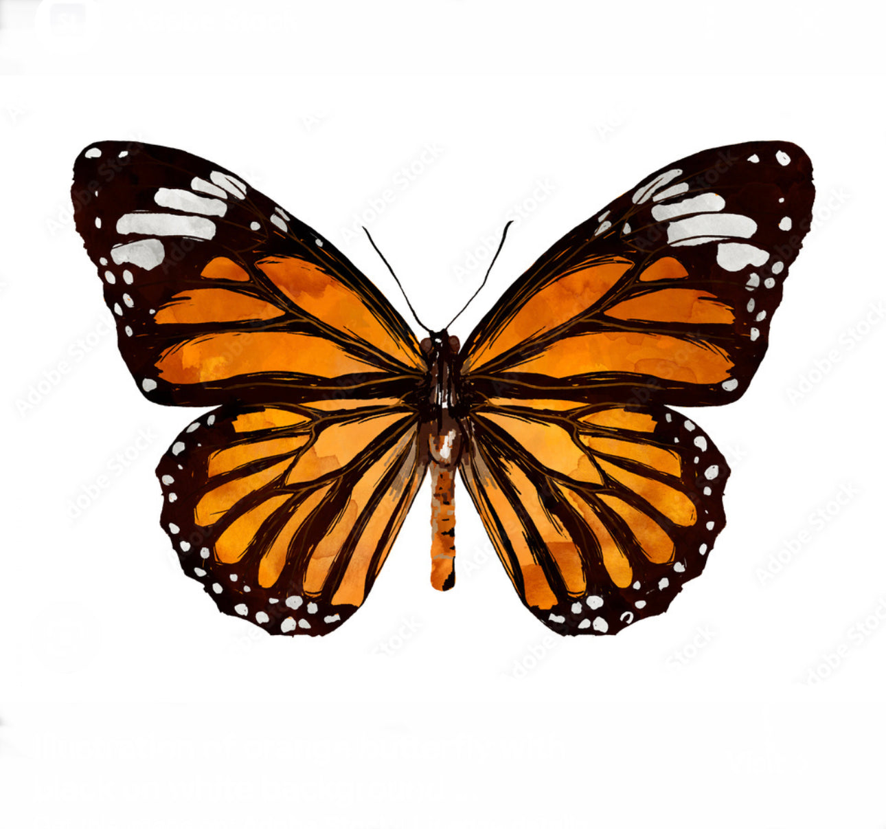 Butterfly kit