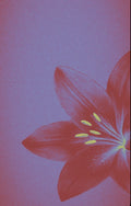 Purple flower kit