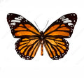 Butterfly kit