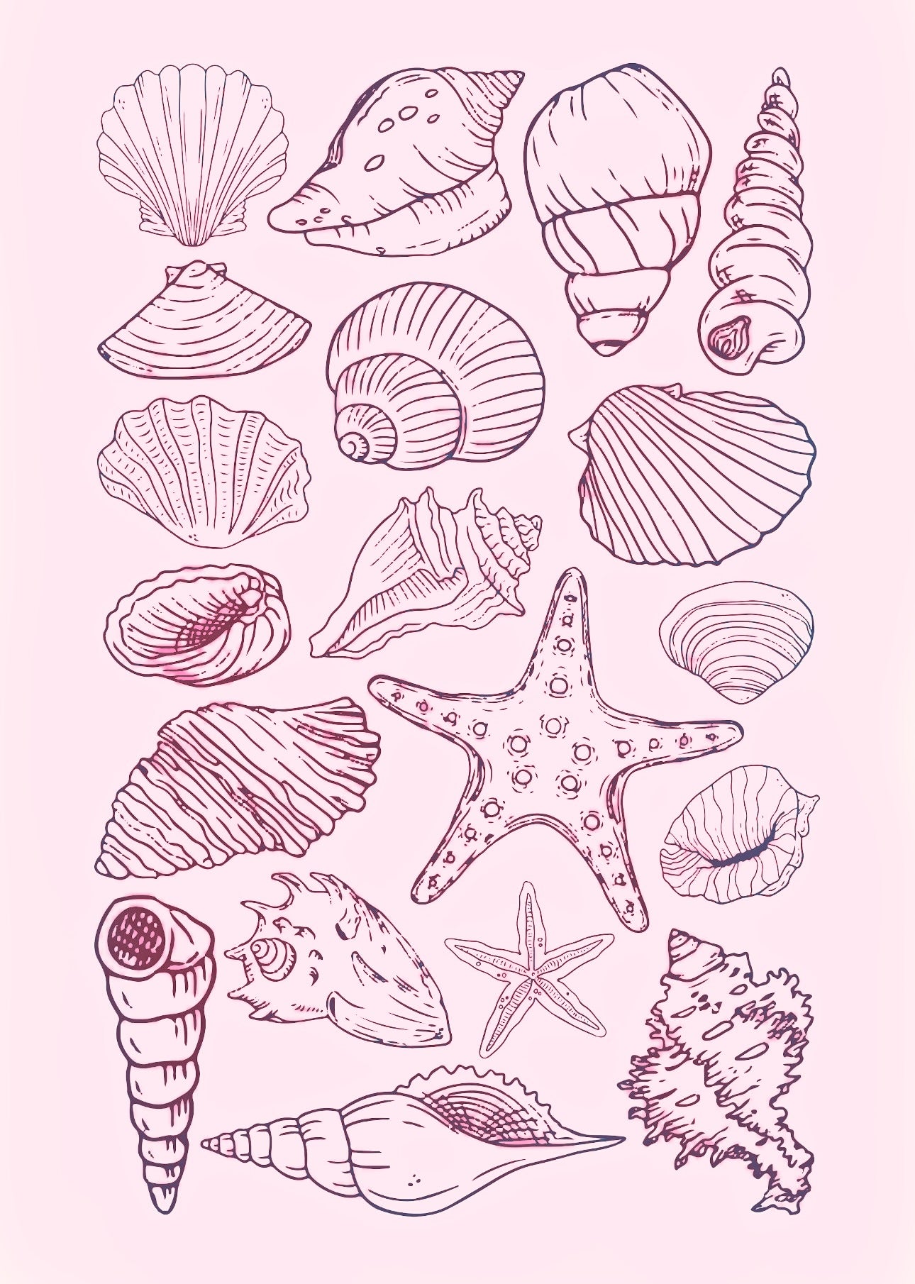 Pink Shell Drawing Easy Pink seashell kit โ BBdesigns