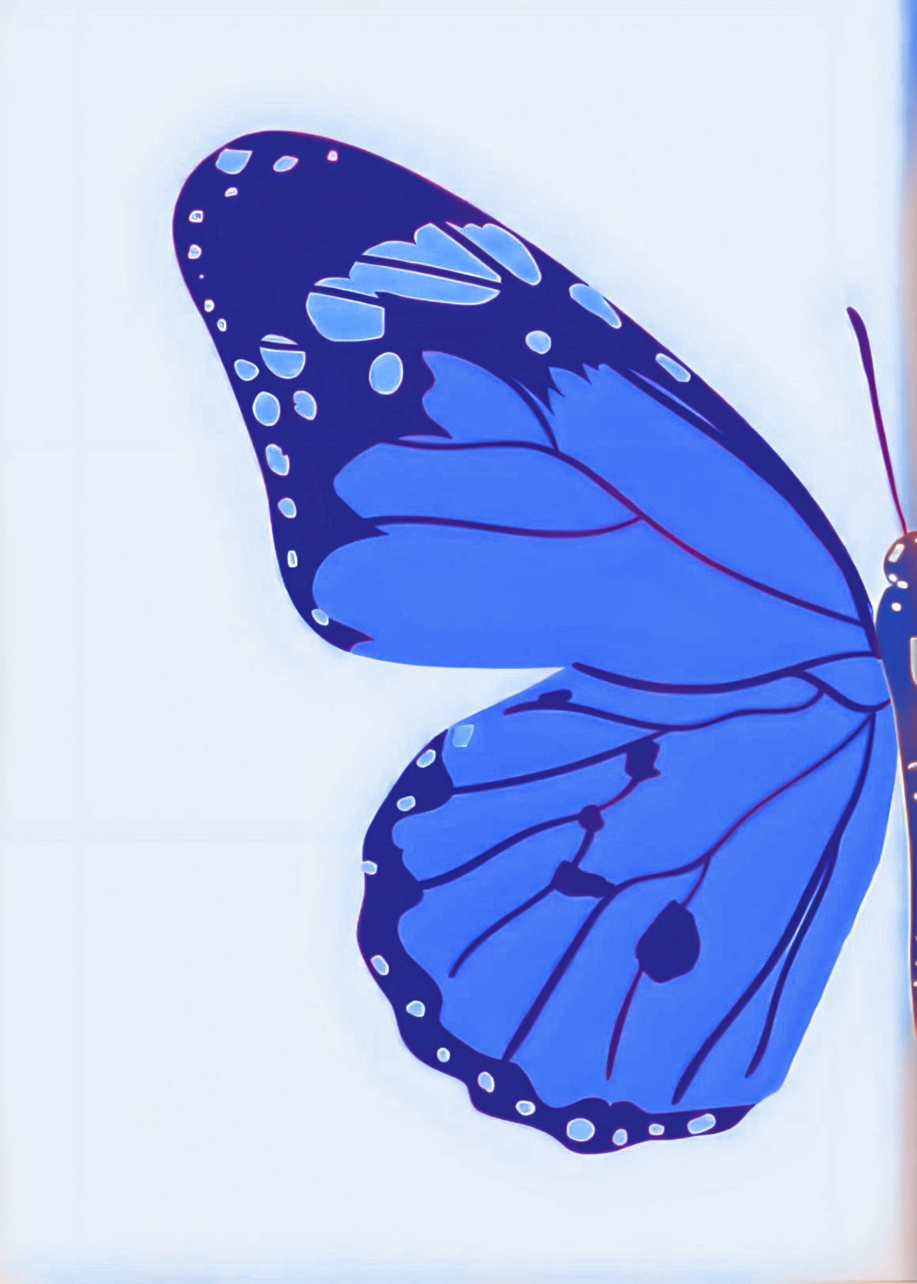 Custom 16x20 blue butterfly split canvas kits