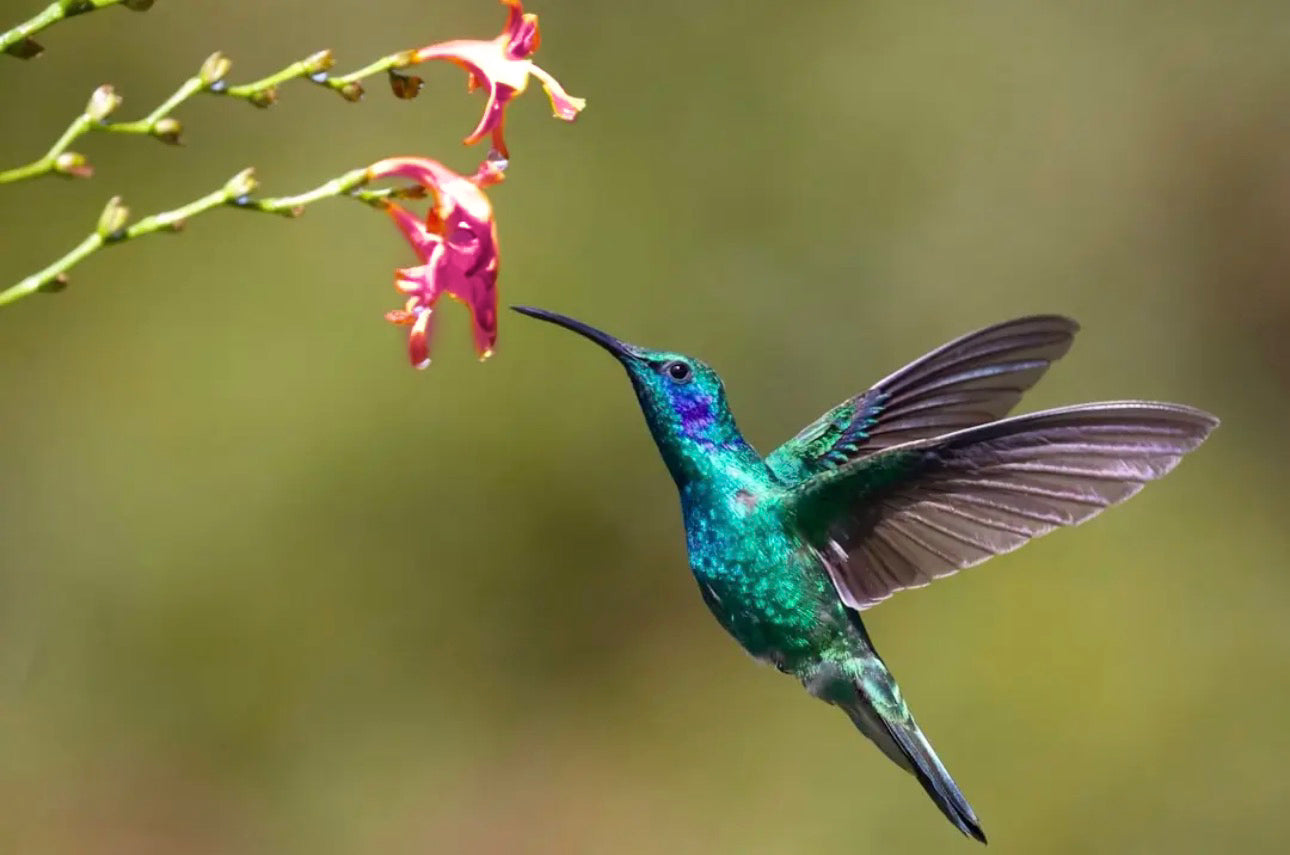 Custom hummingbird kit